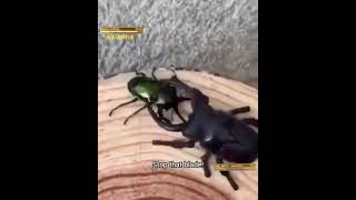 Metal Gear Rising: Revengence - Beetle Boss Battle