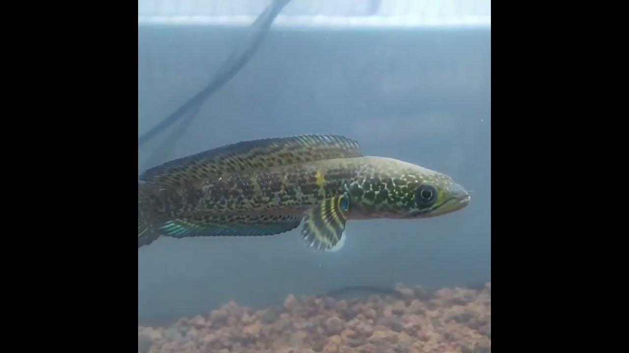 Channa Auranti Kecil