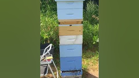 Bee escape on MEGA HIVE - Part 1