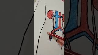 Excretory system poster for students || class 10 diagram || easy || creative