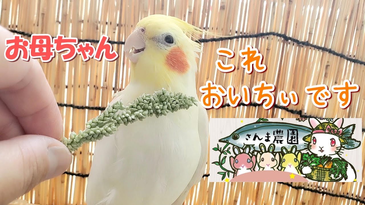 無農薬・無肥料】さんま農園さんのひえ穂をお迎えしました 美味しく