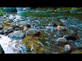 RELAXING SOUNDS FOR SLEEPING | BEAUTIFUL FLOWING FOREST STREAM FOR DEEP SLEEP AND RELAXATION #asmr38