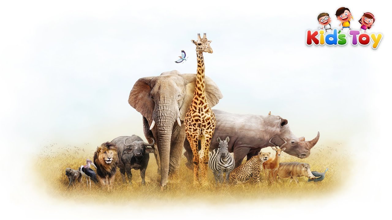 Animals For Kids At The Zoo - Learn Zoo Animals and Kids Song - YouTube