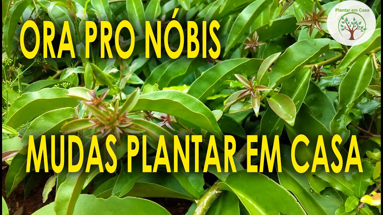 Ora Pro Nobis Mudas Para Plantar Em Casa Dama Da Noite Hort nsia E Outras YouTube