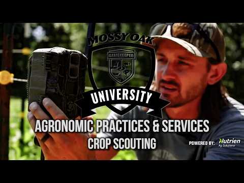 Agronomic Practices & Services: Crop Scouting