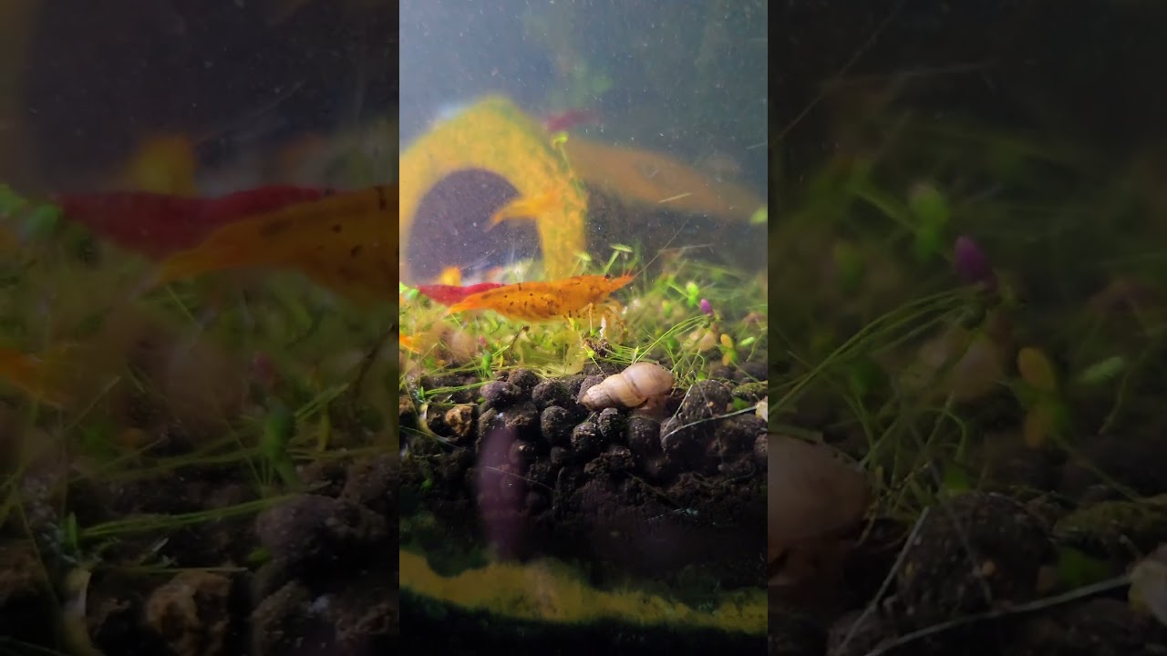 Skittles! #caridina #shrimp #aquarium