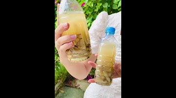 Mối chúa cao cấp ngâm rượu