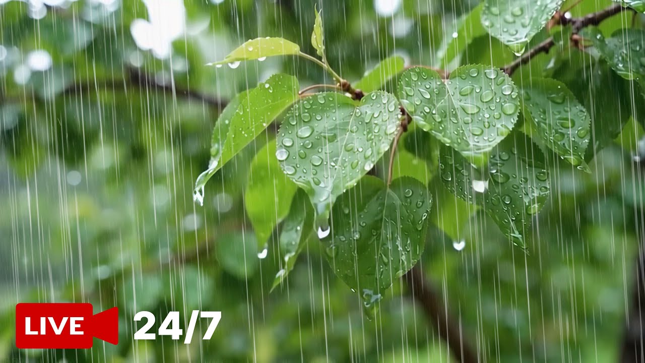 🔴 24/7 LIVE |(중간광고없음)깊은 수면을 위한 편안한 빗소리 자장가 | 불면증 치유 백색소음(24시간 라이브)