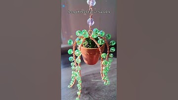 String Of Pearls Forever Succulent #succulent succu #diy