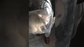 Pet lover #Ninjacat #travelindia #nepal #youtubeshorts