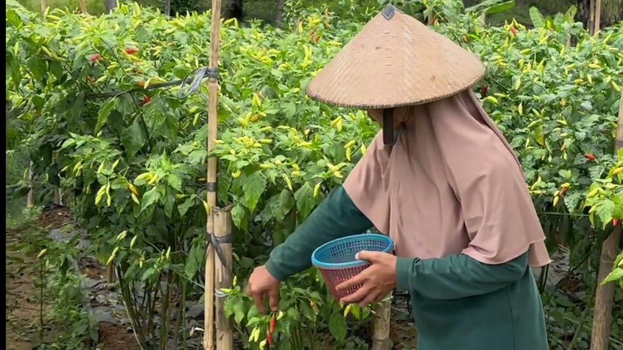 Petik Cabai di Kebun