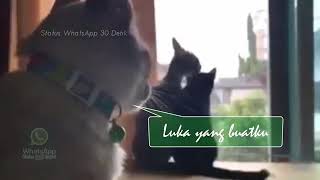 Status WhatsApp. Asalkan dia bahagia