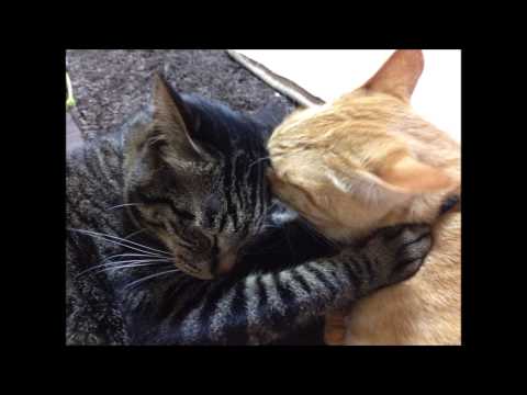 おれ、ねこ (ぶりアジver．）