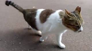 膝の上で頭を撫でられ足踏みする野良猫