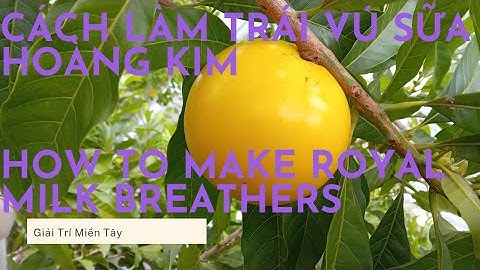 CÁCH LÀM TRÁI VÚ SỮA HOÀNG KIM HOW TO MAKE ROYAL MILK BREATHERS #80| Giải Trí Miền Tây