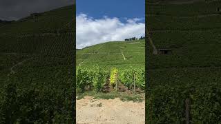 The Hermitage Hill - a View while Ascending  #frenchwine #syrah #rhonewine