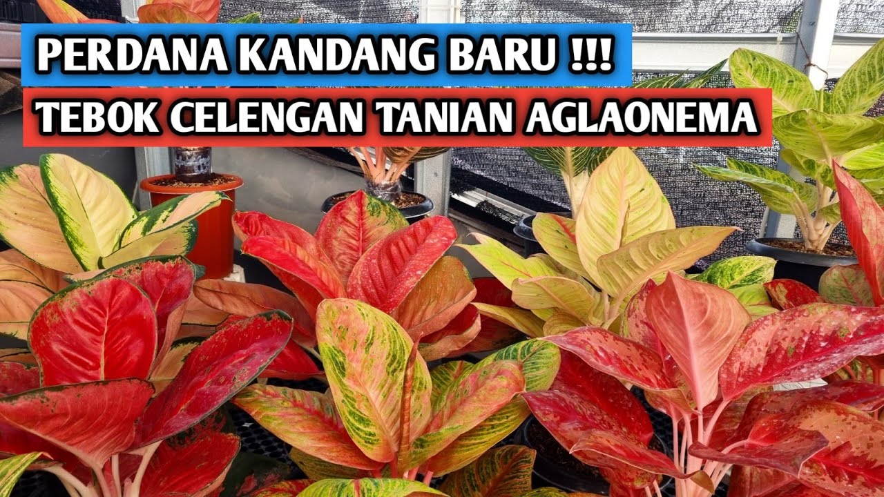 Tebok celengan tanian aglaonema di kandang baru