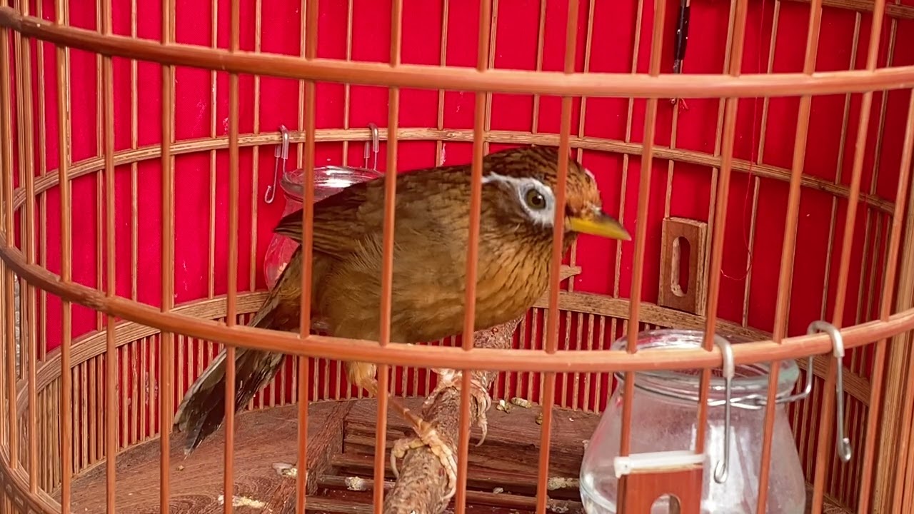 Mi hót chơi tết giọng quá hay và OK hót cả ngày 