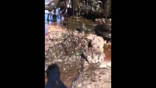 Tommys oil bath