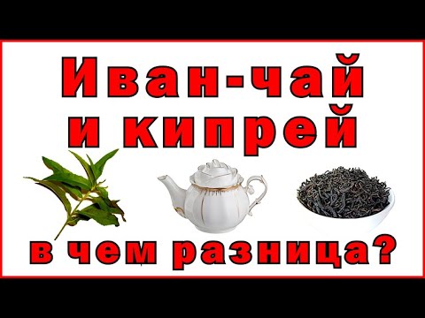 Иван-чай и кипрей, в чем разница - Ivan tea and fireweed, what's the difference