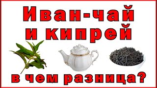 Иван-чай и кипрей, в чем разница - Ivan tea and fireweed, what's the difference