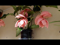 #Орхидеи/Обзор/Мои цветущие орхидеи