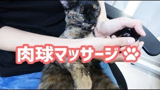 肉球マッサージが気持ちよくて眠ってしまう猫 -  Cat paws  massage -