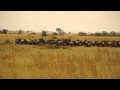 Lioness Stalks Wildebeest Herd