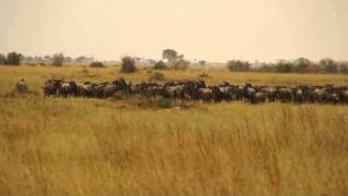 Lioness Stalks Wildebeest Herd