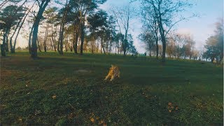 BLACK BIRD FPV - Faster, Stronger
Hey guys!
Lets try something a bit more technical :)
Setup Freestyle:
Astro X 5
FlightOne Revolt Osd
FlightOne Bolt 32
T-Motor 2207 2725 Black Bird Edition
Foxeer Predator mini 1.8
Furious FPV Stealth Long Range
Furious Antenna
T-Motor 5143 props
Swaytronic 1550 mah 4s PSN
Gopro Hero 5 Session / Gopro Hero 6 Black
Futaba T18SZ / Tbs Crossfire with nano rx
Gopro hero 6 Black - Hero 5 Session
Long range: Furious Dock King
Cinematic video setup: Panasonic GH5 and leica lens
Thanks to my sponsors:
http://astrox.kr
http://www.futabarc.com/
https://flightone.us/
http://www.studiosport.fr/
http://furiousfpv.com/
http://tmotor.com/
http://swaytronic.ch
Dont forget to like my facebook page and thanks for watching!
https://www.facebook.com/damienblackbirdfpv/ BLACK BIRD FPV - Faster, Stronger