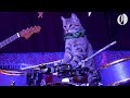 The Amazing Acro-cats perform tricks with an all-cat band