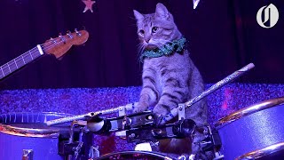 The Amazing Acrocats perform tricks with an allcat band