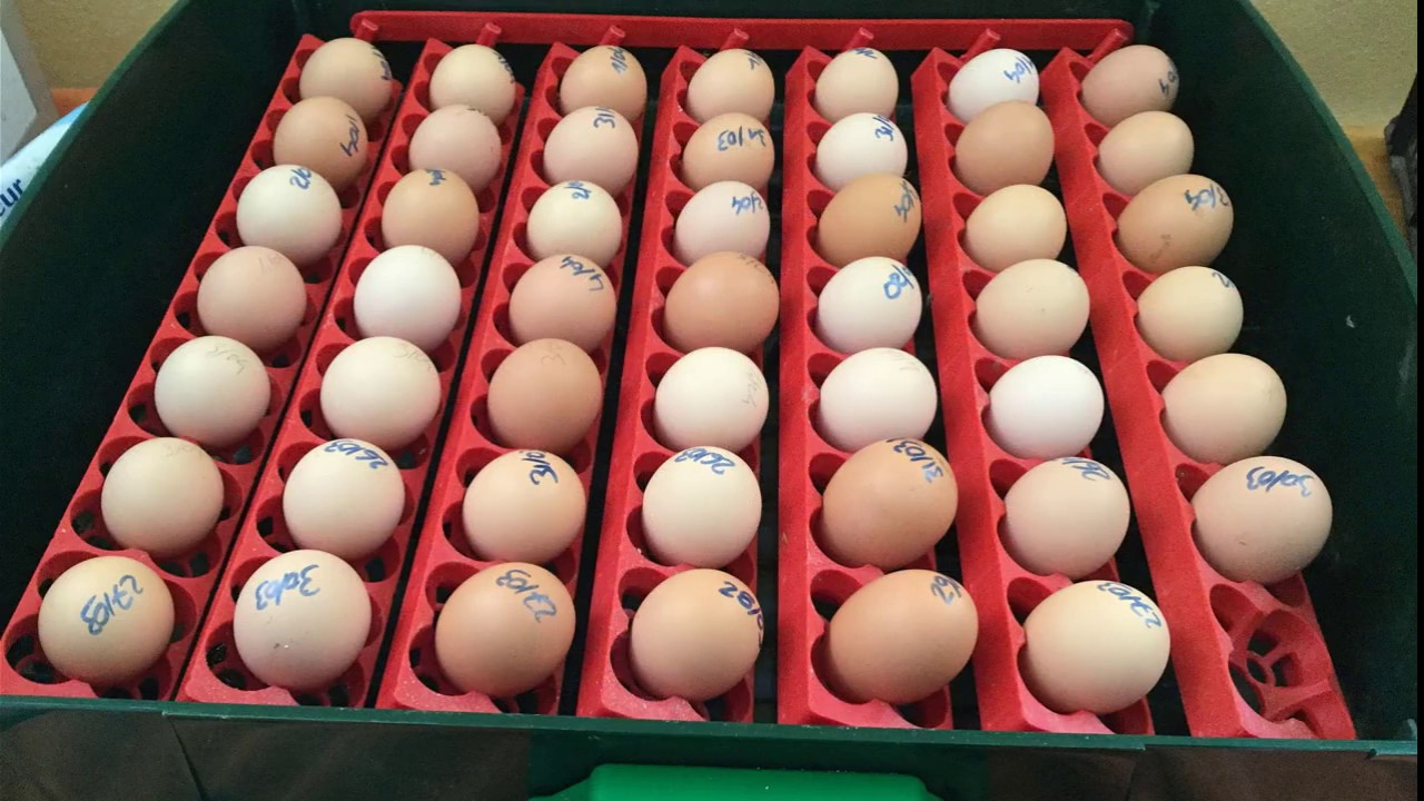 74# Comment faire naître et élever des poussins : de l’œuf jusqu'à la poule !