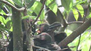 - Herons, Egrets, Cormorants & Darters Irinjalakuda Railway Station