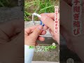 【ワンタッチ継ぎ結び】丈夫で簡単取り外し、ロープ接続に最適~ #結びテク #実用知識