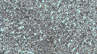 ASI Autofocus Scan