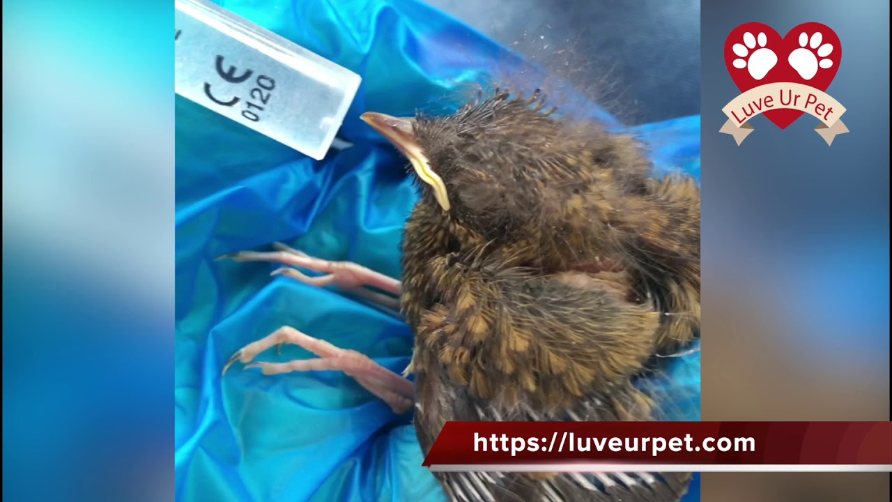 Orphaned Baby Bird