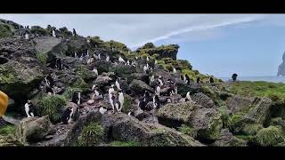 Gorfous Macaronis De Jardin Japonais - Archipel Crozet