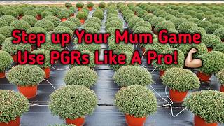 Spraying 6000 Mums By Hand!