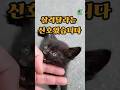 이 아기고양이… 살려달라고 부른 겁니다 This kitten was begging me to save them… #고양이구조 #길고양이 #충격실화 #아기고양이 #shorts