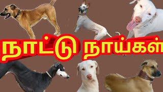 கன்னி, சிப்பிப்பாரை, கோம்பை ,ராஜபாளையம் நாய்கள் கிடைக்கும் | ALL DOGS AND PUPPIES SALES IN TAMILNADU