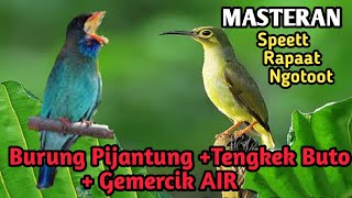 Masteran burung Pijantung disambung tengkek buto gacor  + Suara terapi Gemercik Air