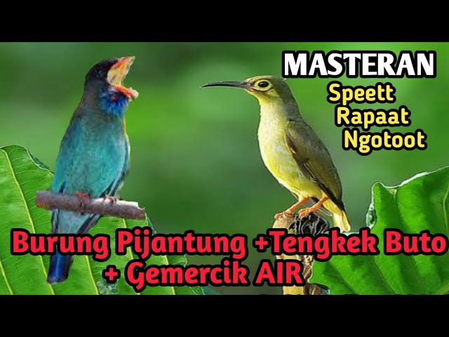 Masteran burung Pijantung disambung tengkek buto gacor  + Suara terapi Gemercik Air class=