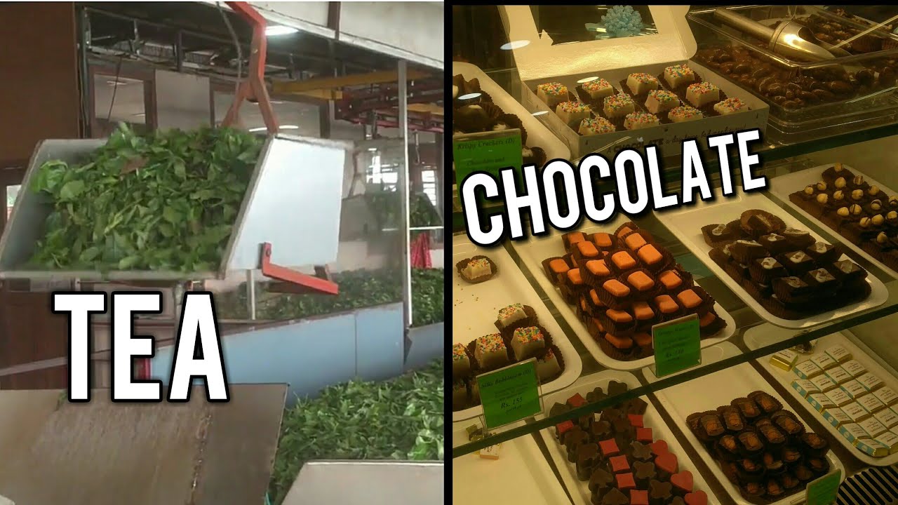 How tea and chocolate are made in ooty Doddabetta Ooty Places to