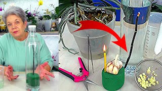 GROW A NEW ORCHID in 3 weeks on a cut peduncle! It's real?