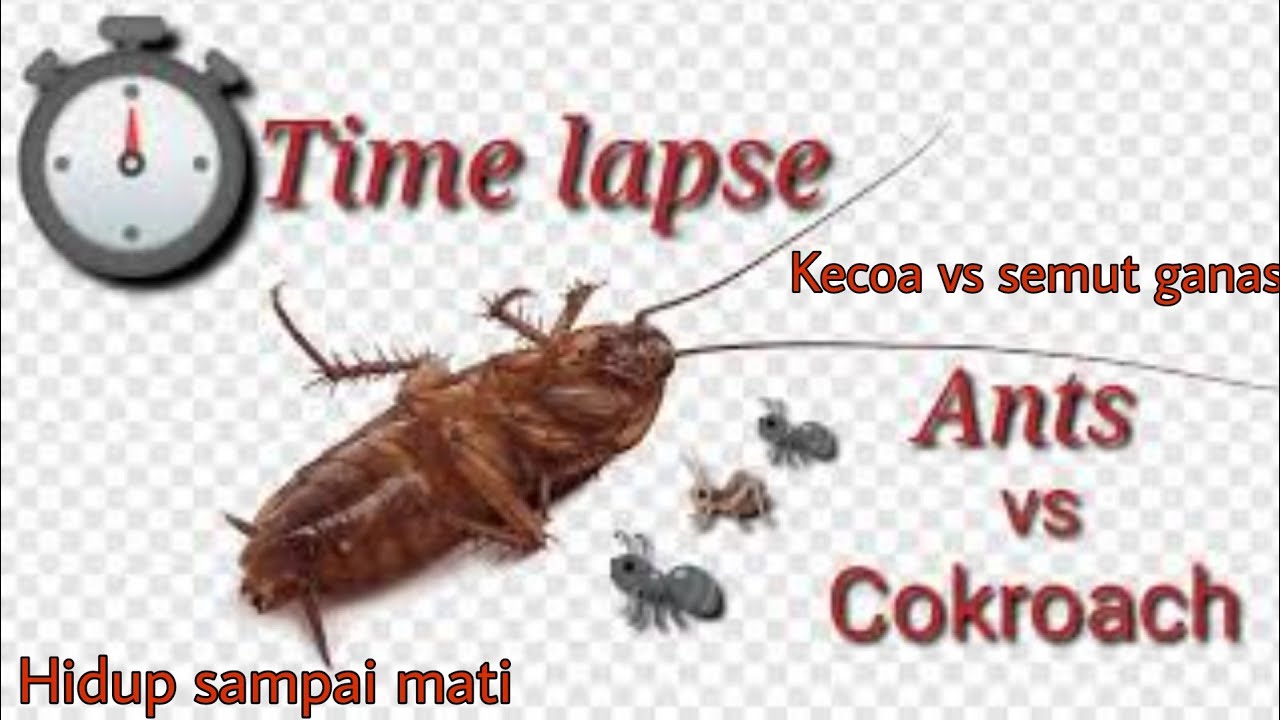 Timelapse ANTS VS COCKROACH  ( Semut vs kecoa )