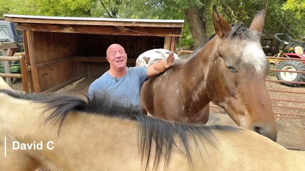 Отзыв Дэвида о лошадях и семинаре по осознанности