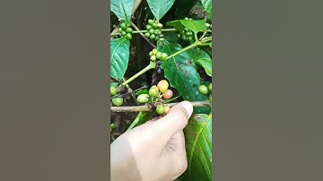 Robusta Kawi semakin menjadi-jadi [link Marketplace ada di deskripsi] #Coffee #Shorts