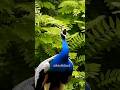 Loudest Male Peacock Sound On The Earth I Guess