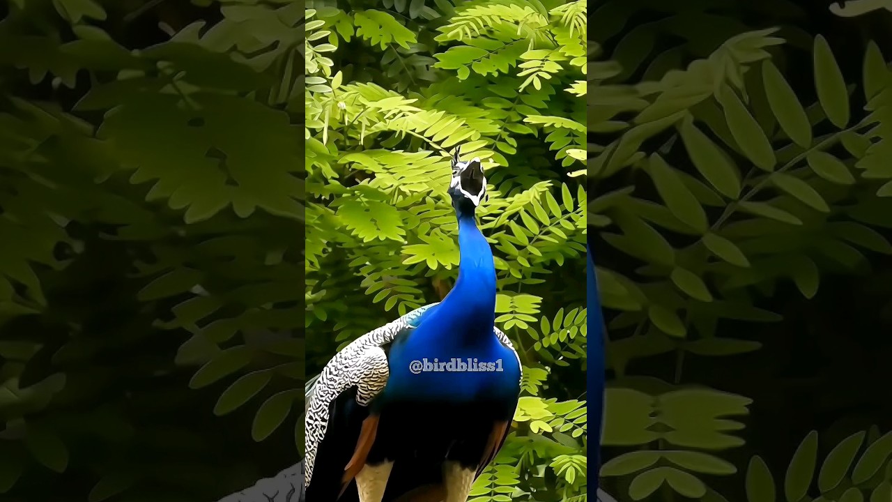 Loudest Male Peacock Sound on the Earth 🌎  I guess !!